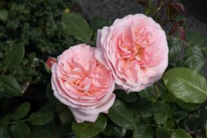 Rosa 'Martha Stewart'