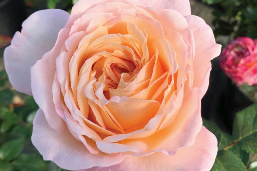 Rosa 'Parfuma Sunrise'