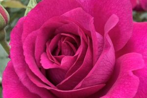 Rosa 'Purple Aura'