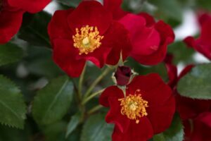 Rosa 'Scarlet Drift'