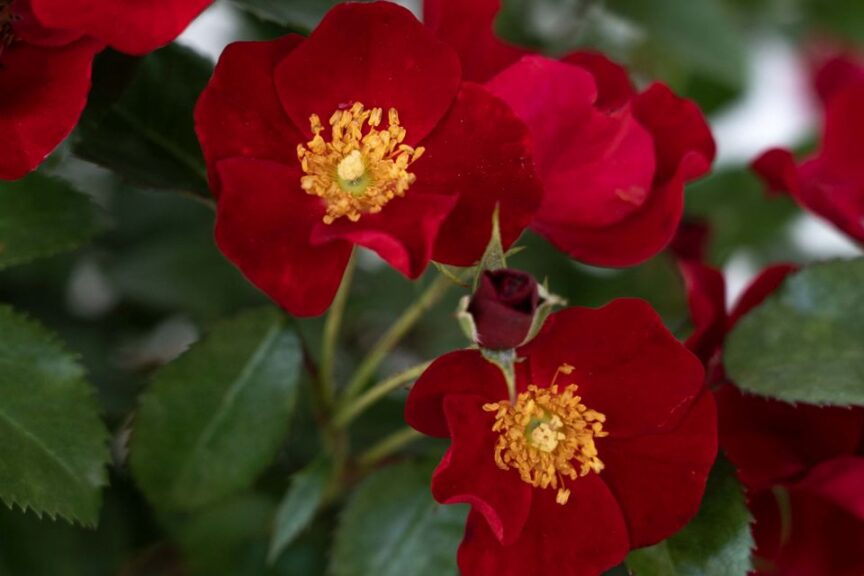 Rosa 'Scarlet Drift'