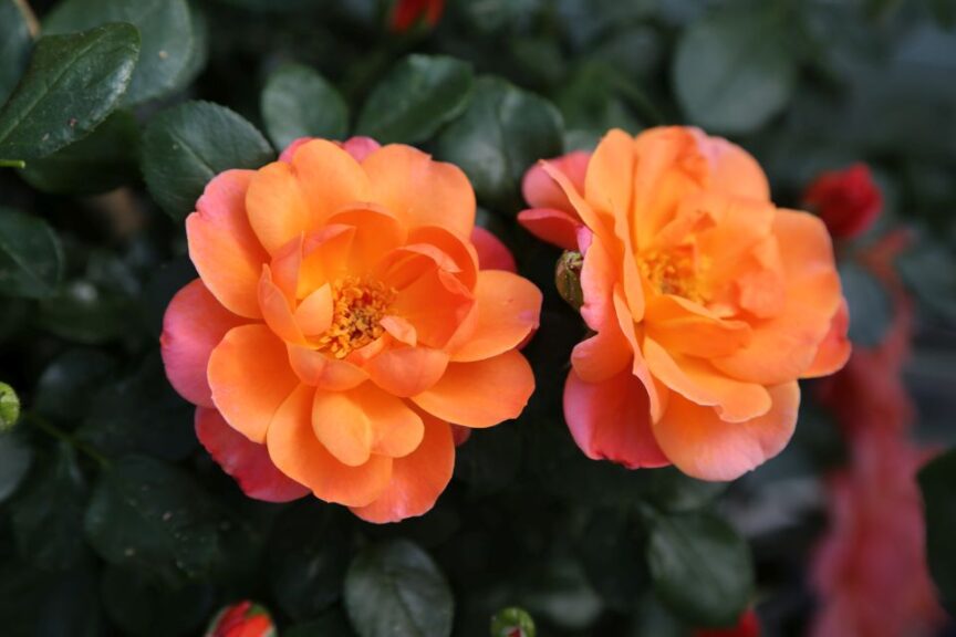 Rosa 'Sugar Candy Rose'