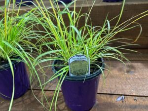 Scirpus 'Stars and Stripes Bulrush' (Concept Plants)