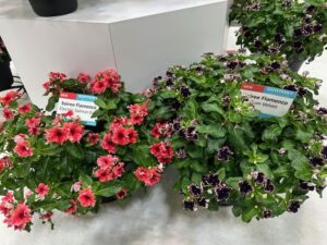 Catharanthus hybrid Soiree Flamenco Electric Salmon Eye & Plum Velvet (Suntory Flowers/SunFire Nurseries)