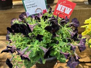 Petunia ‘Fun House Black Widow' (Syngenta Flowers)