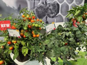 Tomato 'Partyball' and 'Akoya' (Syngenta Flowers)