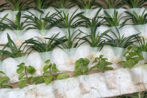 RCS 2.0 (Rooted Cuttings System) is a sustainable growing option made possible through the combination of substrate-free rooting in biodegradable paper bags.
