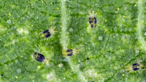 How To Control Lewis Mites During Poinsettia Production