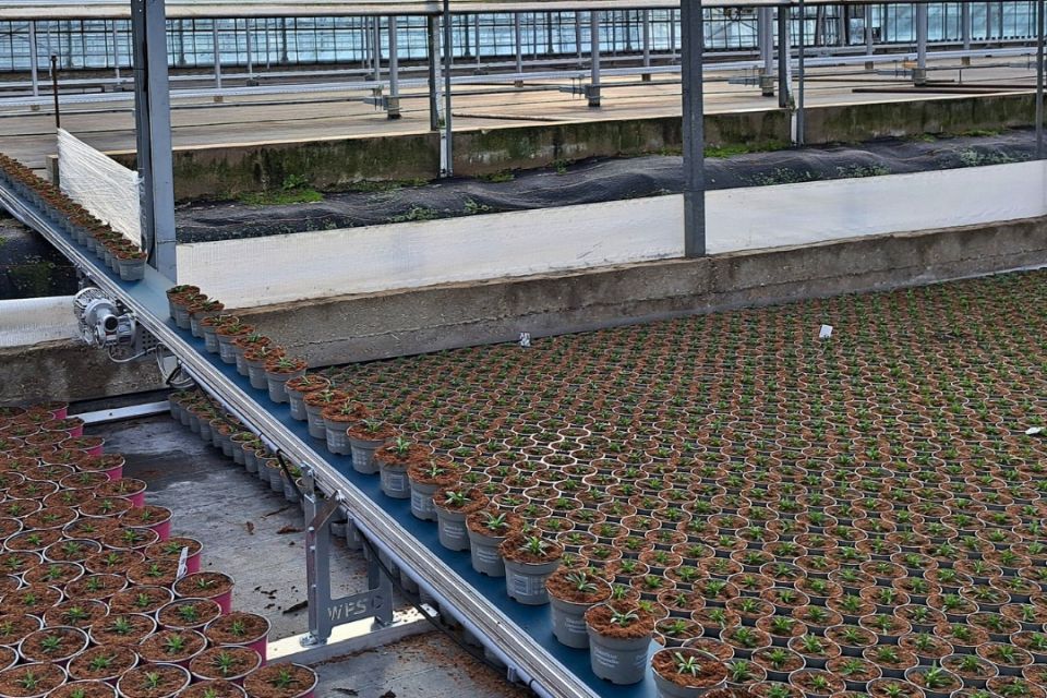 WPS’ automated delivery system sorts plants and transports selected orders to packing stations instead of having employees collecting the plants manually.