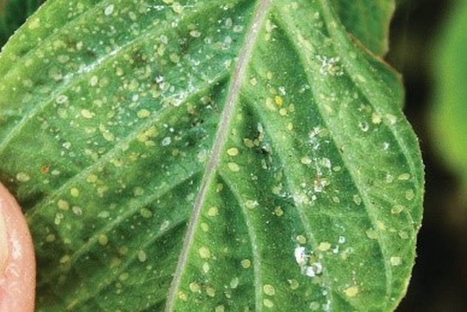Whitefly damage on poinsettia.