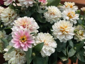 Zinnia 'Belize Double Pink Bicolor' (Takii Seed)