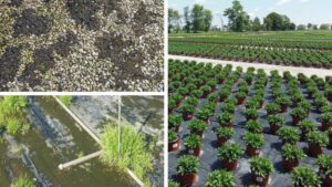 Enhancing Fall Flower Production Through Targeted Weed Management