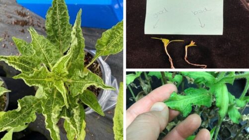 How to Identify and Prevent Herbicide Damage to Greenhouse Plants