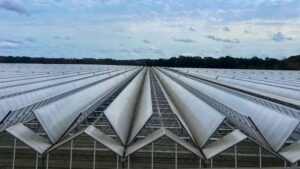 The Importance of Water Sanitation in Greenhouse Production