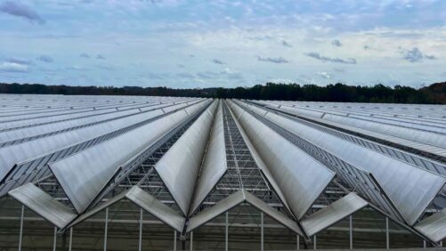 The Importance of Water Sanitation in Greenhouse Production