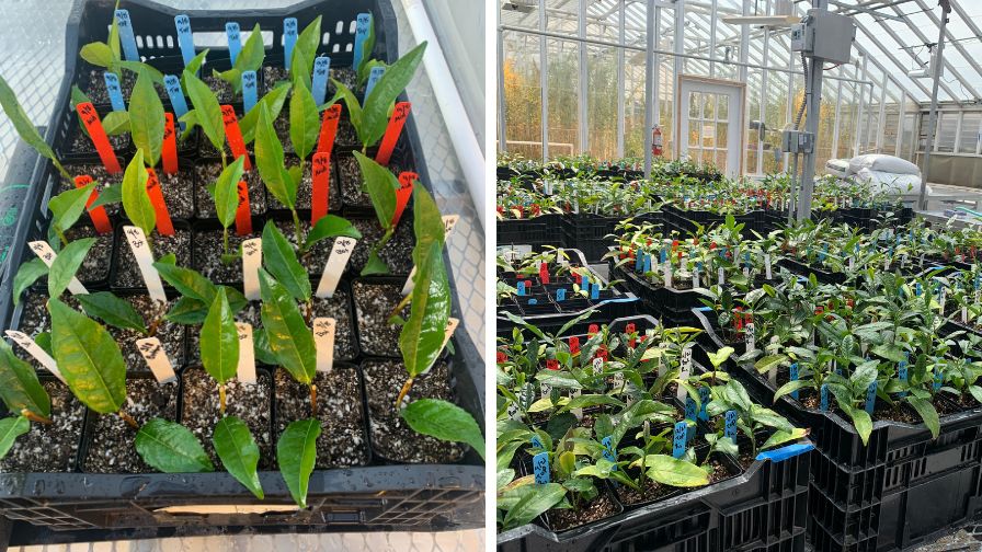 One node tea cuttings (left) and rooted tea cuttings (right).
