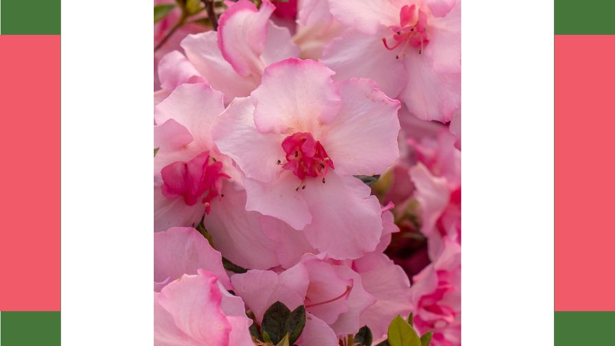 New for 2026, the Autumn Kiss from the Encore Azalea Collection.