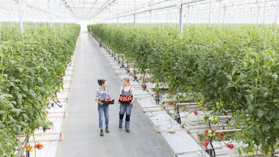 High angle view of coworkers carrying tomatoes in crate at greenhouse, with fire suppression systems above.