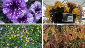 Best of the Season from Dümmen Orange’s 2025 Summer Trials