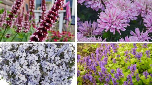 Emerald Coast Growers Introduces 32 New Varieties for the Upcoming Season