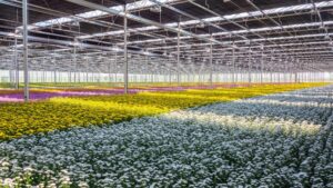 How Syngenta Flowers Maintains Chrysanthemum Production at Its Alva Farm