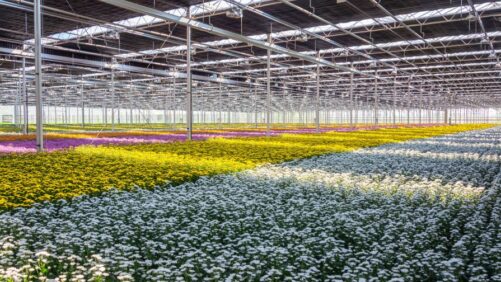 How to Manage Temperature and Timing in Garden Mum Production