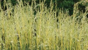 Glow Sticks Fescue Named ‘Best in Show’ at the 2025 Farwest Show