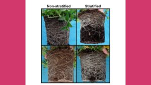How to Reduce Peat Use in Container Production with Layering