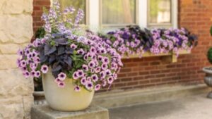 Proven Winners Introduces Improved Petunia Offering