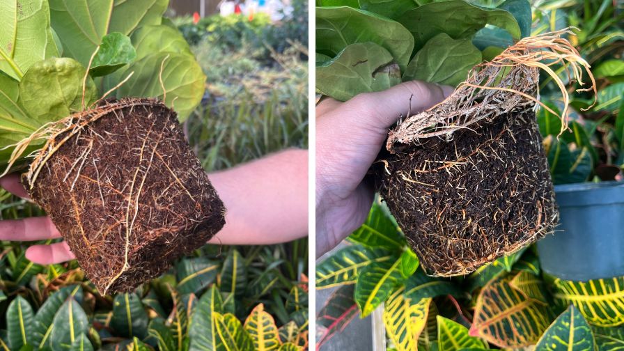 Building Better Plants with Microbes