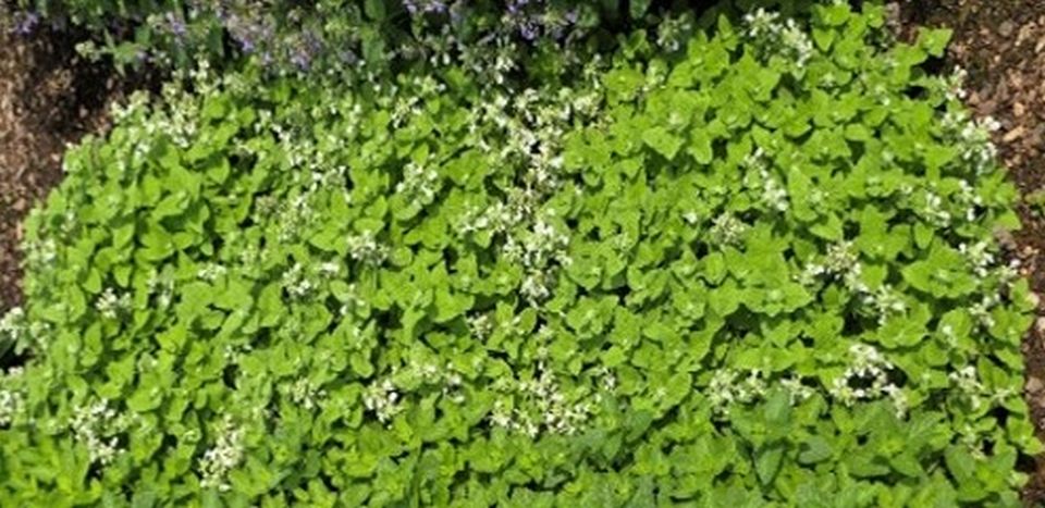 Nepeta 'Serene Frost' at Metrolina Greenhouses.