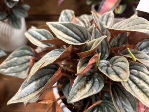 Peperomia 'Mendoza' (ForemostCo)