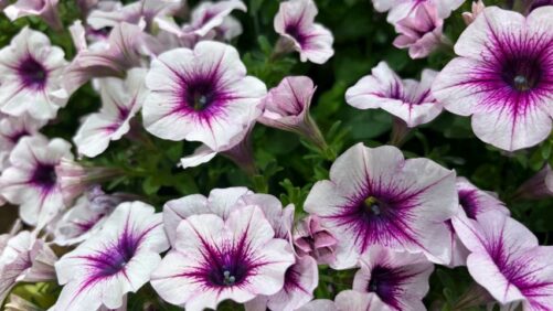 Plant Variety Trends to Note at Cultivate’26