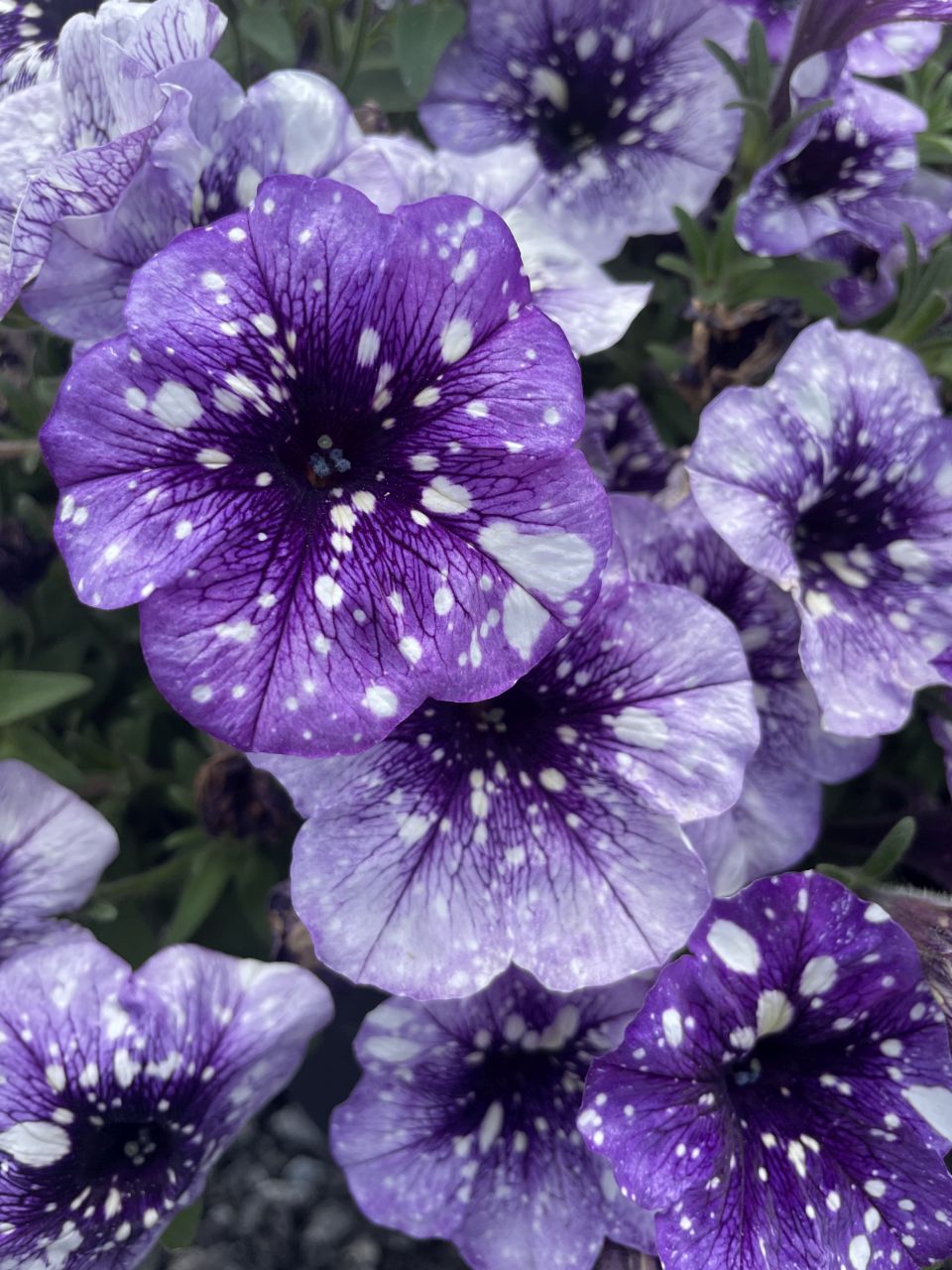 Petunia 'Surprise Sparkle Blue Vein'.