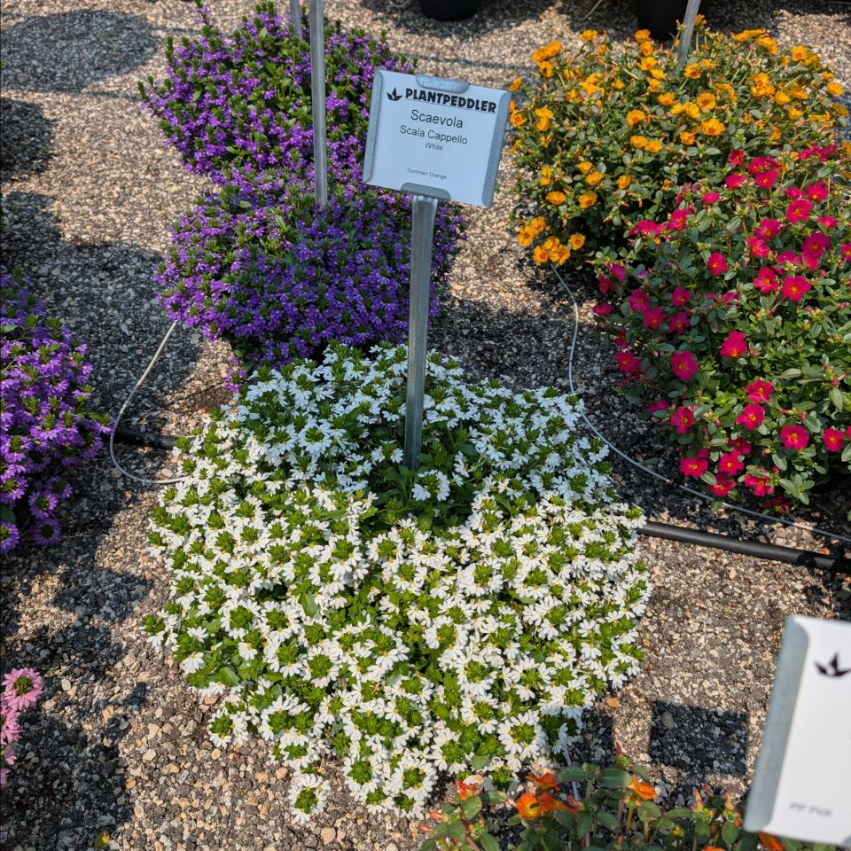 Scaevola 'Scala Cappello White' at Plantpeddler.