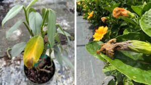 A Guide to Disease Management of Tropicals and Houseplants
