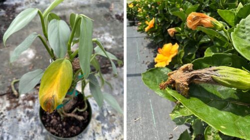 A Guide to Disease Management of Tropicals and Houseplants