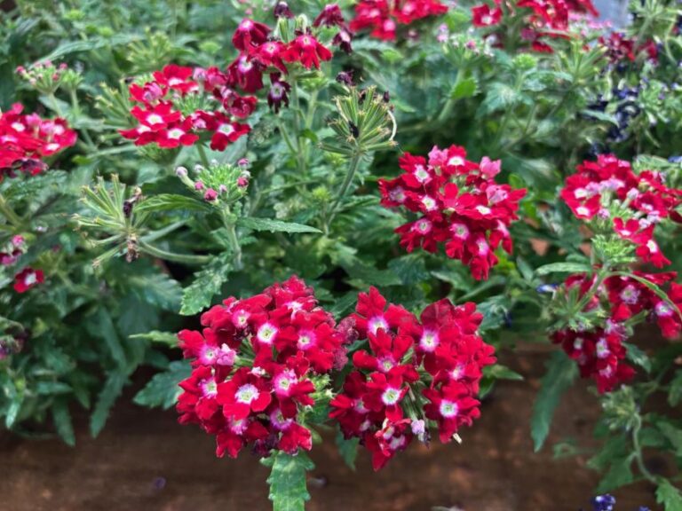 Verbena 'Peekaboo Red' (Westhoff)
