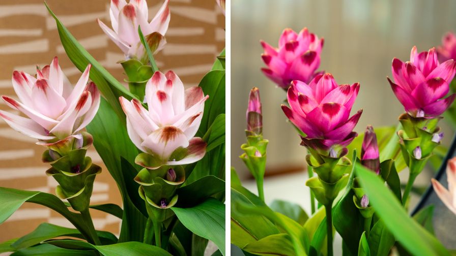 The Curcuma Siam Series, a houseplant that will bloom.
