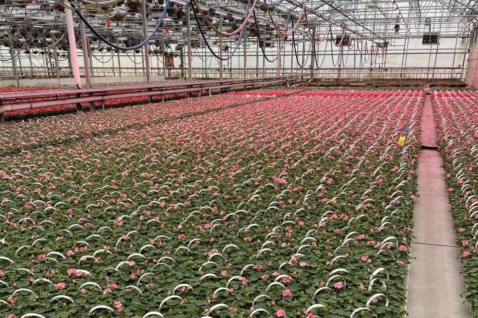 When it first started using LED lights, the team at Mast Young Plants was skeptical that they would help seed geranium flowering in the early spring. But in this photo, you can see the section in the back where LED lights led to significantly more flowers sooner. “We now light this seed geranium program with LEDs, which has allowed us to reduce crop time,” says Brian Weesies.