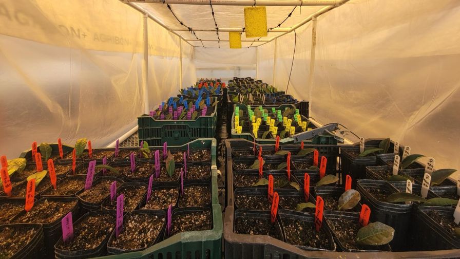 Tea cuttings inside mist chamber