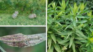 How to Tackle Lace Bug Infestations in Your Greenhouse