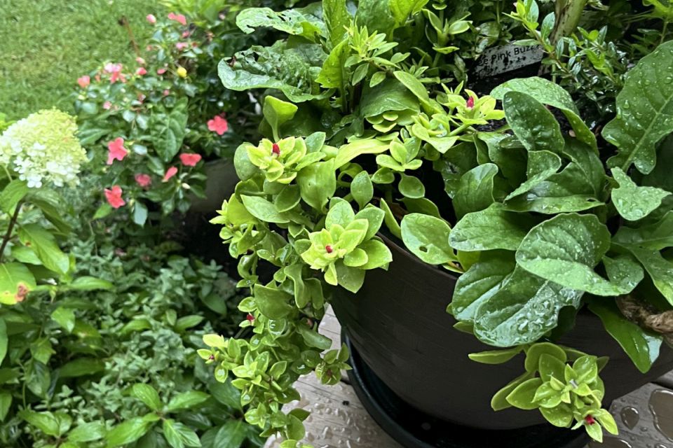 Aptenia — Aptenia cordifolia ‘Golden Cascade’ (Kientzler).