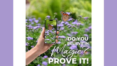 Ball FloraPlant Launches Photo Contest for Ageratum ‘Monarch Magic’