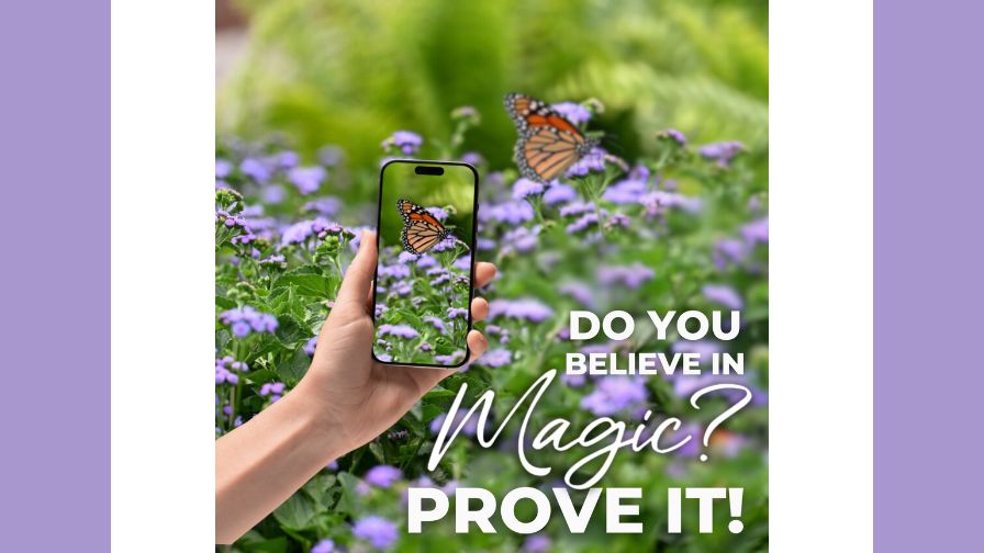 Enter the online photo content by taking snapshots of monarch butterflies visiting Ageratum 'Monarch Magic'.