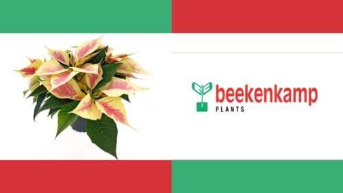 Video Spotlight: Drop Testing Superstars Petunias