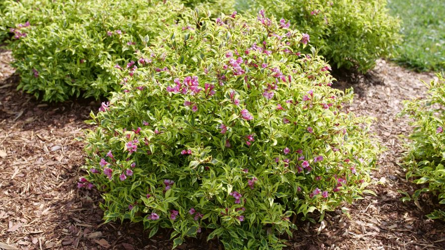 Weigela 'Bubbly Wine' from the Proven Winners ColorChoice collection.