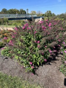Buddleja Monarch® ‘Cherry Royale’