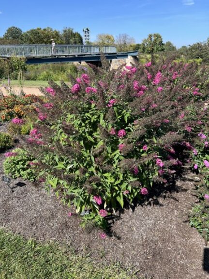 Buddleja Monarch® ‘Cherry Royale’