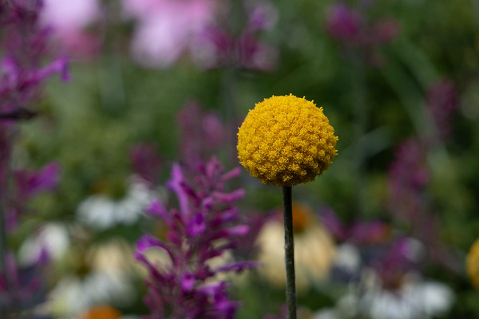 Craspedia 'Solarpop'.